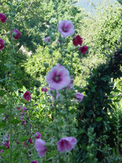 Image of Flowers