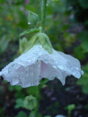 Image of white flower